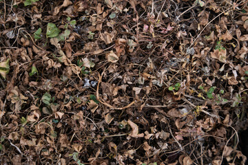 brown withered plants and grass which together form an interesting pattern