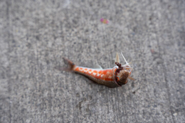 a small fish with a colorful side lies on a gray concrete floor