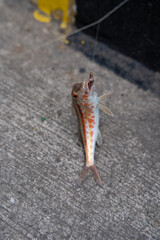 a small fish with a colorful side lies on a gray concrete floor