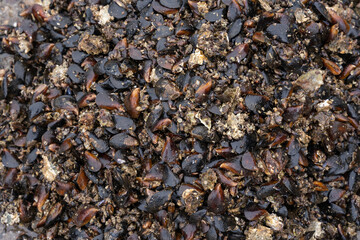 many wet brown snails in a large pile