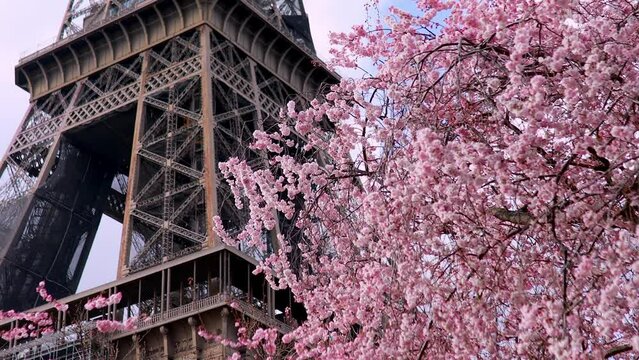 Pink cherry blossom tree in full bloom and Eiffel tower over the blue sky. Spring in Paris, France
