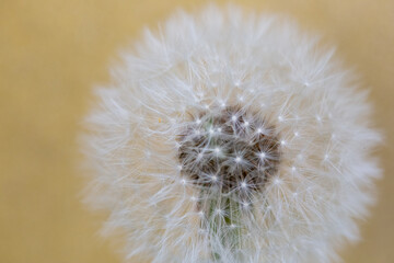 Closed Bud of a dandelion. Dandelion white flowers in green grass.