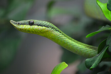 Green snake in tree