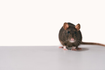 Brown domestic rat looking at camera with white background.