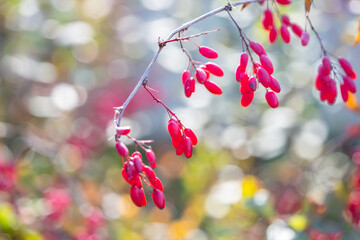 Ripe barberry berries on bush branches in autumn