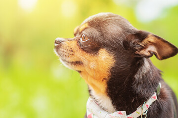 Chihuahua dog profile on a green blurred background. Black dog.