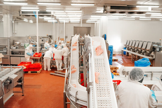 Chicken fillet production line . Factory for the production of food from meat.Modern poultry processing plant.Conveyor Belt Food.The meat factory.