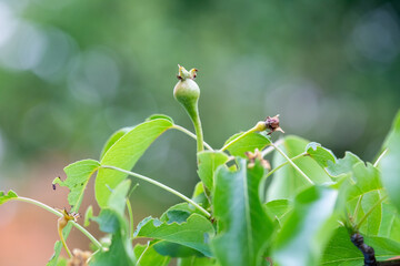 pear ovary close-up on a tree in a spring garden