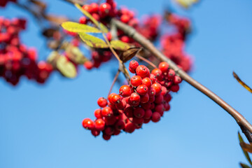 Bright red rowan berries on a branch against a blue sky