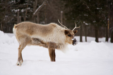 Naklejka premium A lone elk in winter