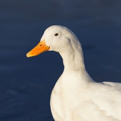 Close up portrait of a Pekin Duck or White Pekin with a deep blue background.