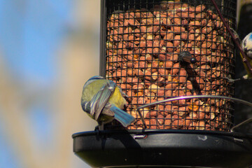 mésange bleue (cyanistes caeruleus) en europe mangeant des des graines sur une mangeoire à oiseau dans un petit jardin (passeraux)