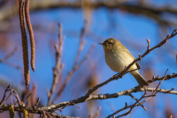 The Willow Warbler (Phylloscopus trochilus) on the branch of Common Hazel tree  in spring