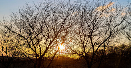 Evening sunlight orange. through the bare spring trees