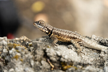 Lizard on top of rock on the hill in Rio de Janeiro, Brazil. Selective focus