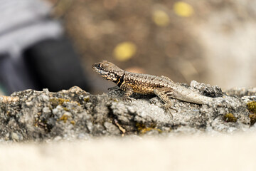 Lizard on top of rock on the hill in Rio de Janeiro, Brazil. Selective focus
