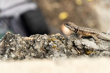 Lizard on top of rock on the hill in Rio de Janeiro, Brazil. Selective focus