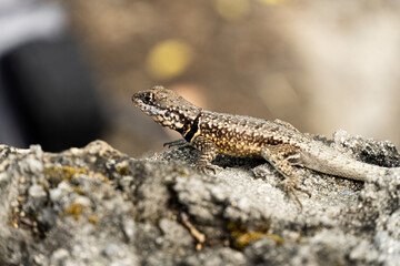Lizard on top of rock on the hill in Rio de Janeiro, Brazil. Selective focus
