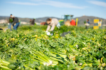 Crop of ripe celery stacked on farm field. Popular leafy vegetables