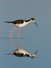 Black-necked stilt (Himantopus mexicanus) wading with reflection in quiet blue shallow water, Galveston, Texas, USA.