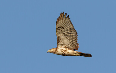 Red-tailed hawk (Buteo jamaicensis) flying, Galveston, Texas, USA.