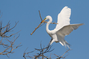 Great egret (Ardea alba) bringing a stick for nest, Alvin, Texas, USA.
