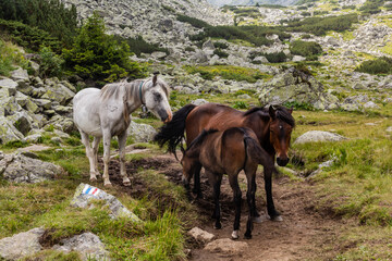 Horses in Rila mountains, Bulgaria