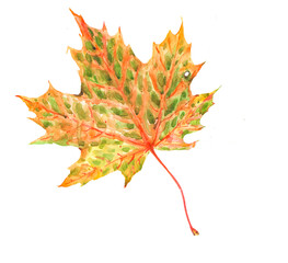 Autumn maple leaf is painted in watercolor on white paper.