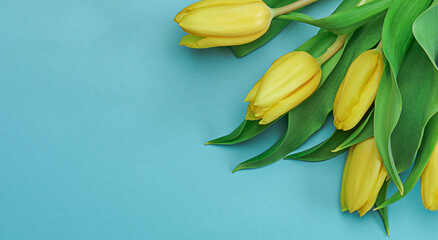 Yellow tulips arrangement on blue background. Flat lay top view with copy space.