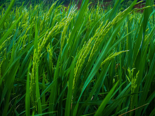 Fototapeta na wymiar Green fields. Green rice fields in West Java, Indonesia. Rice or Rice Plants. Rice fields in the fields.