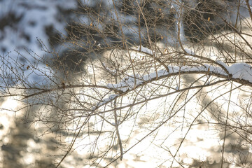 Snow covered trees during early morning hours in perfect natural light, fresh snow, winter theme, outdoors hiking leisure activity.