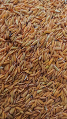 Grain or rice. Yellow grain that falls from the stalk which is being dried in the sun. Can be used for background