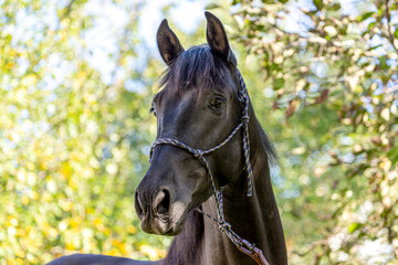 Head portrait of a black pura raza espanola horse wearing a rope halter