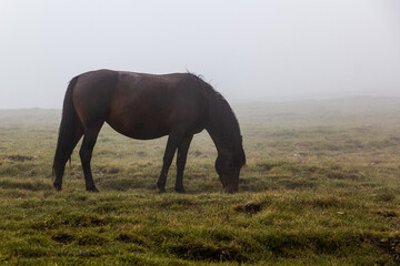 Misty view of a horse in Rila mountains, Bulgaria