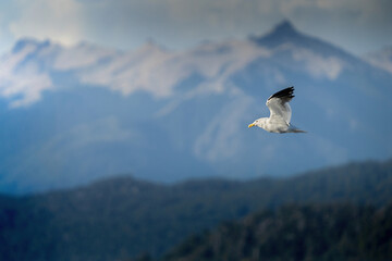 seagull in flight