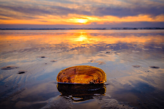 A razor clam shell backlit by the setting sun glows as it sits on the sand on the beach