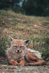 Tierra del Fuego red fox resting