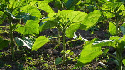 rows of young, green, powerful sunflowers, clean from diseases, weeds, and insects.