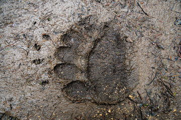 Footprint of large bear.