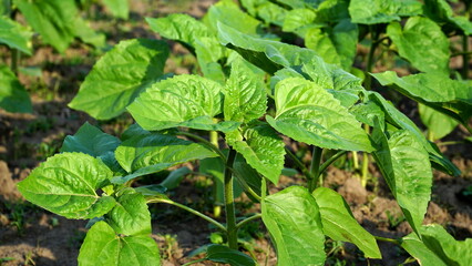 rows of young, green, powerful sunflowers, clean from diseases, weeds, and insects.
