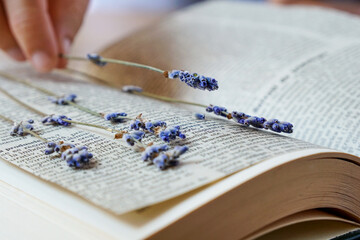 Dried lavender flowers pressed inside book.