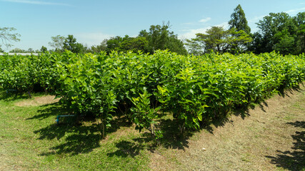 Growing mulberry tree at field, mulberry plantation, Mulberry field, food for silkworm.