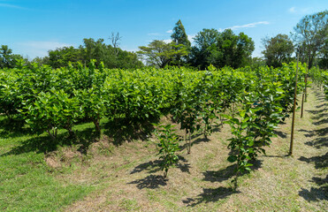 Fototapeta na wymiar Growing mulberry tree at field, mulberry plantation, Mulberry field, food for silkworm.