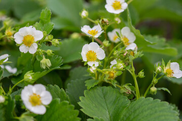White strawberry flowers close-up view. The concept of spring and summer