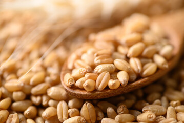 Whole wheat grain in wooden spoon, Food ingredients