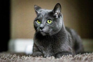 Adorable Russian Blue purebreed cat laying on carpet