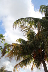 Palm trees with a blue sky and white cloud background 