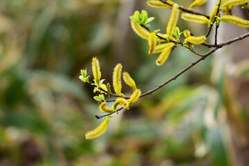ヤナギの花