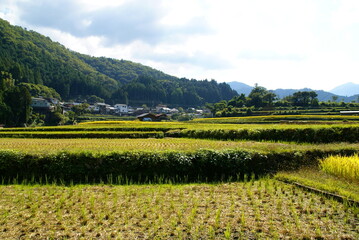 あらぎ島