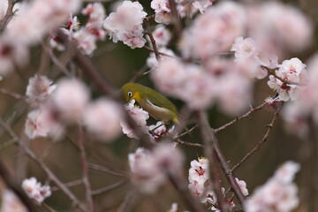 Tokyo, Japan - March 13, 2022: A Japanese white-eye on a branch of plum tree.
